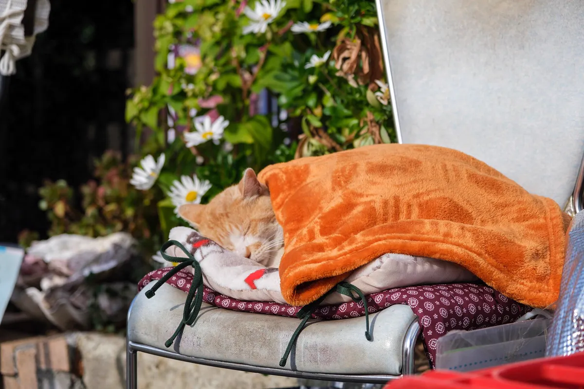 Ruhig schlafende Katze