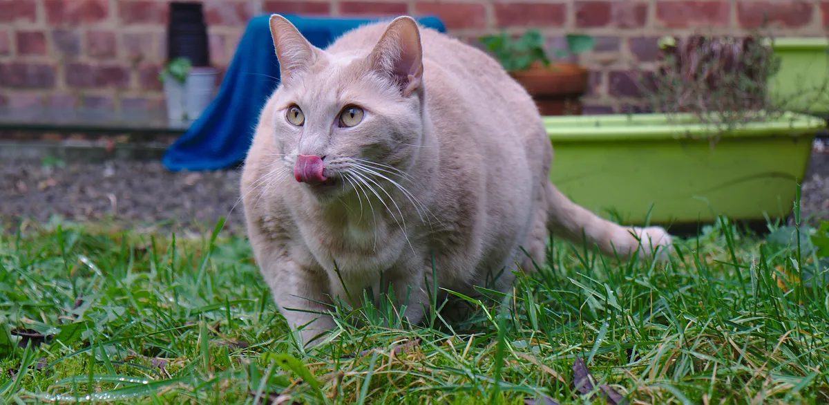 Katze im Freien
