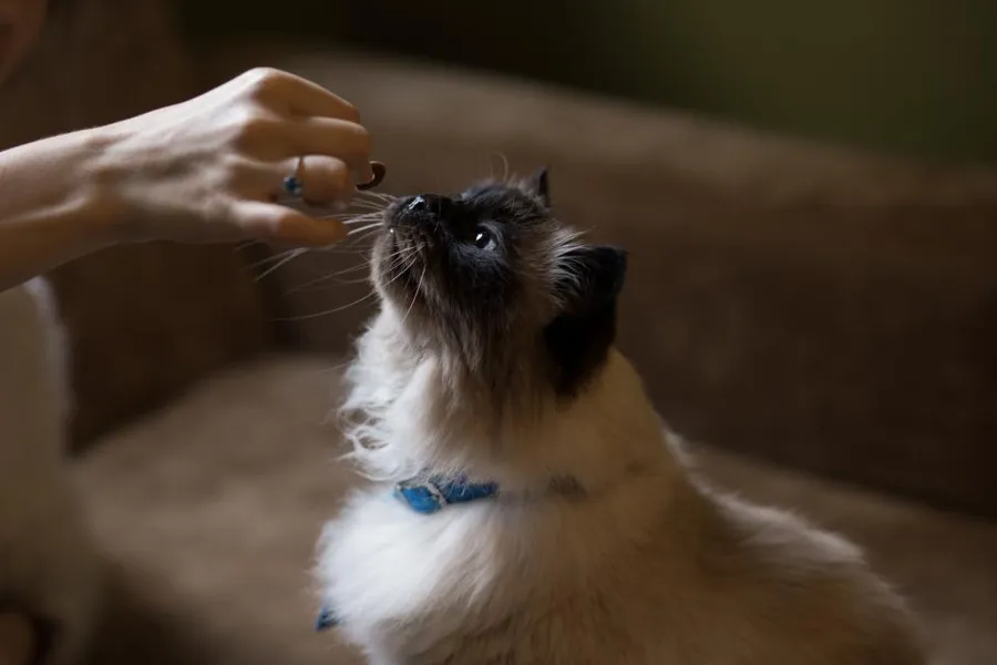 Katze frisst aus einem Napf