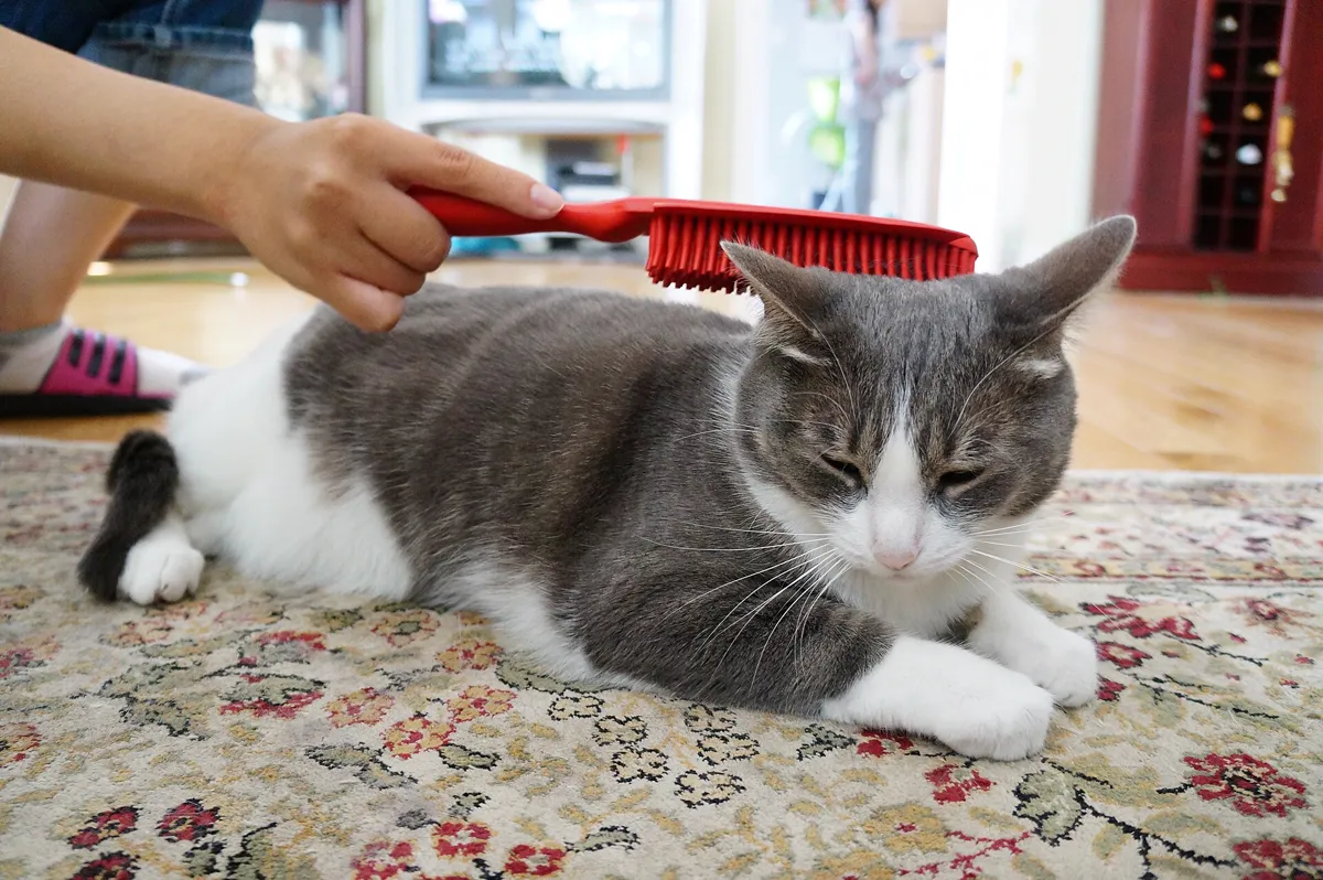 Katze wird gebürstet