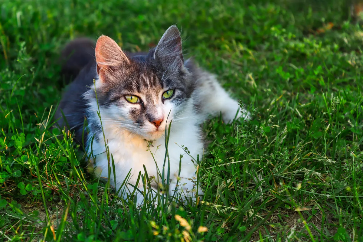 Katze draußen im Gras