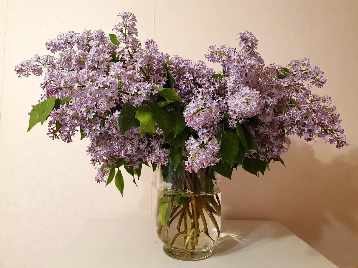 Fliederblüten