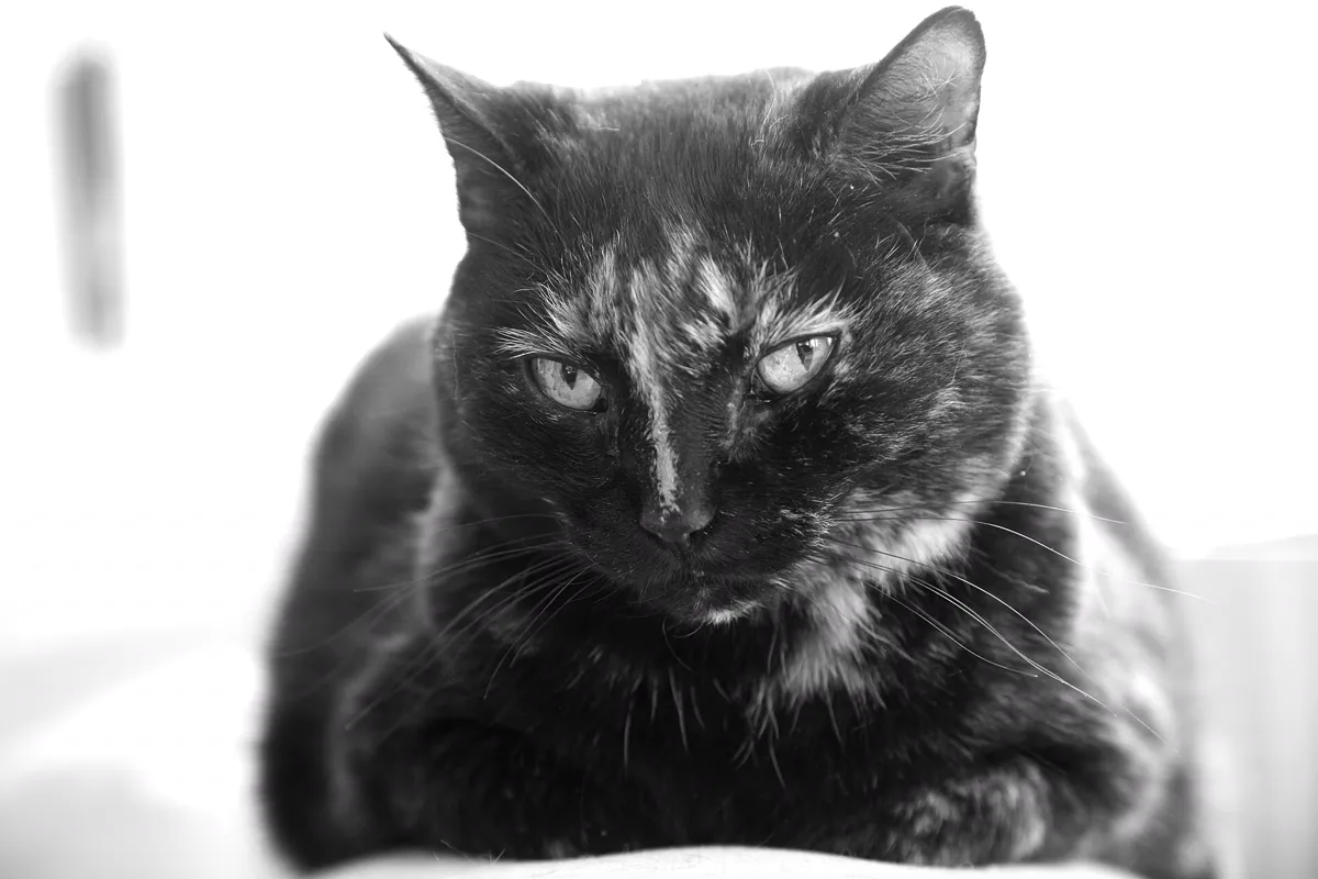 Ältere Katze