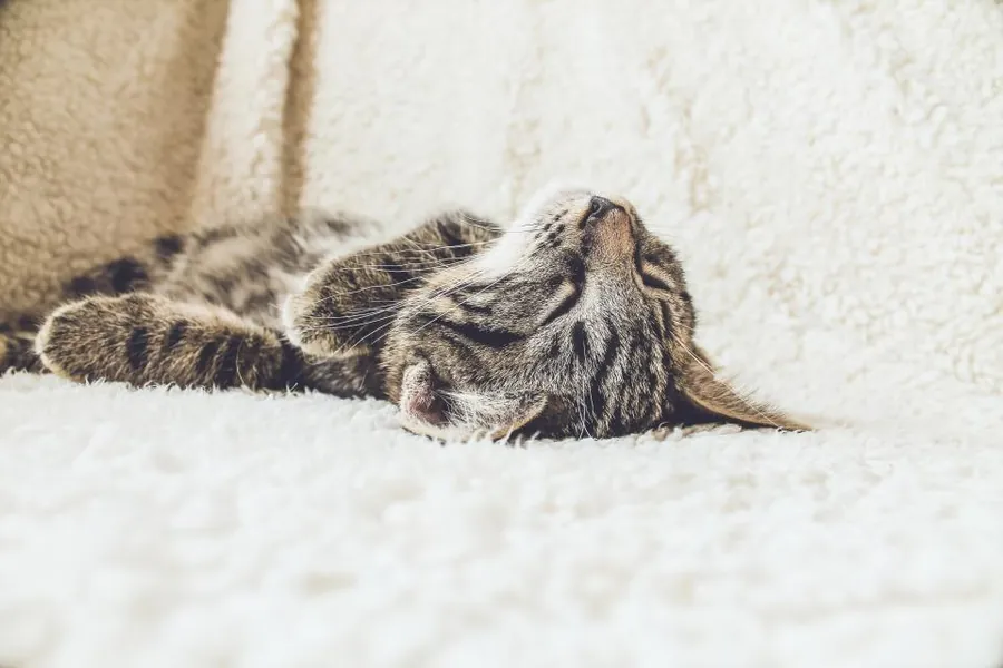 Ruhende Katze