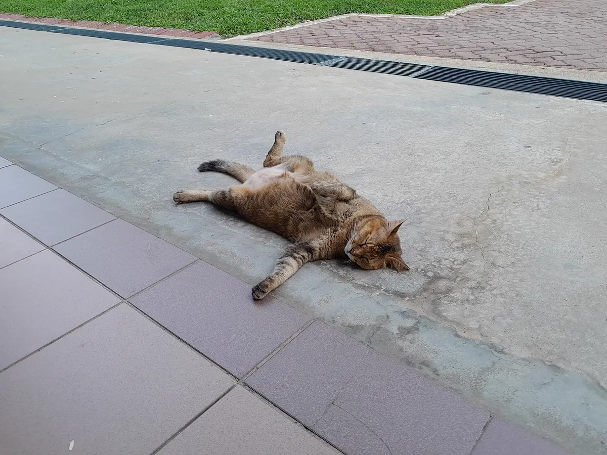 Ruhende Katze