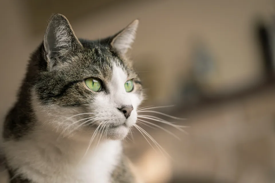 Katze schaut aufmerksam in die Kamera