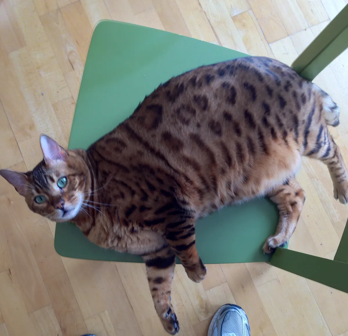 Übergewichtige Katze