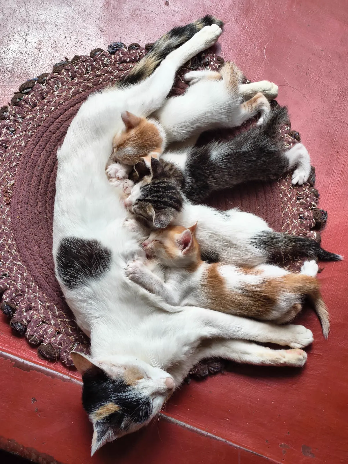 Katze mit Kätzchen