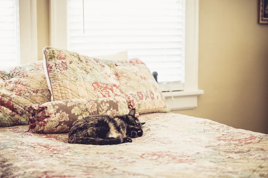 Katze schläft zusammengerollt auf einem Bett