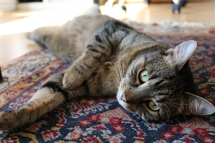 Langhaarkatze im Portrait