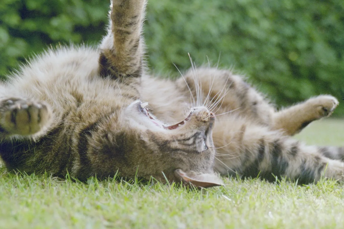Katze in entspannter Körperhaltung