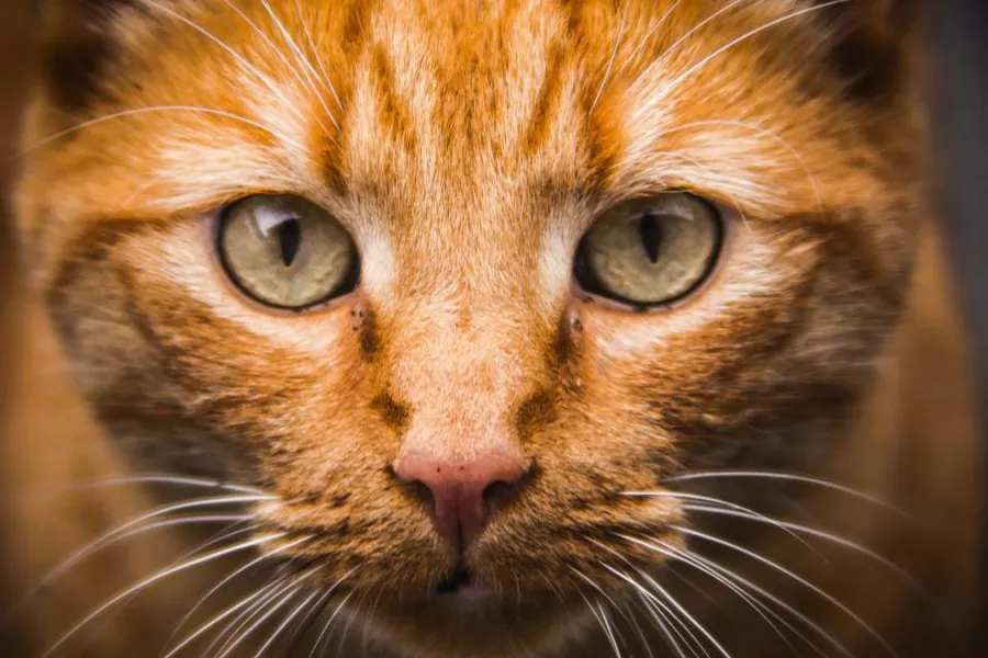Nahaufnahme eines Katzengesichts