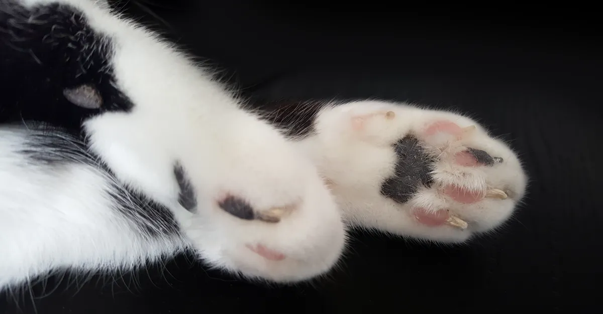 Katzenpfote in Nahaufnahme