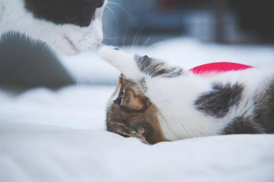 Spielende Katze