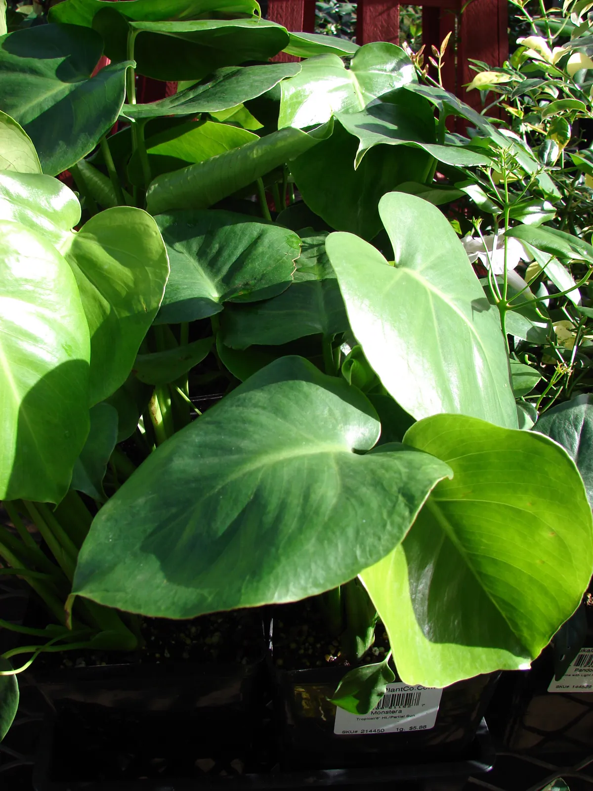 Monstera