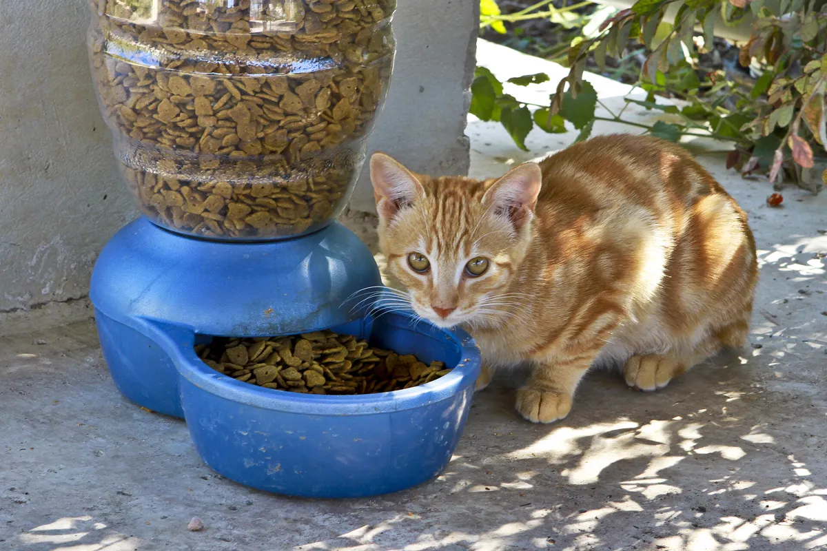 Katzenfutter im Napf