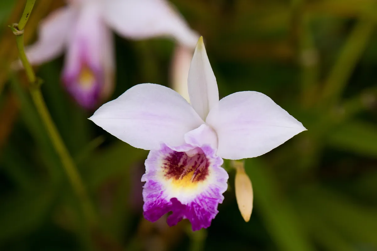 Orchideenblüte