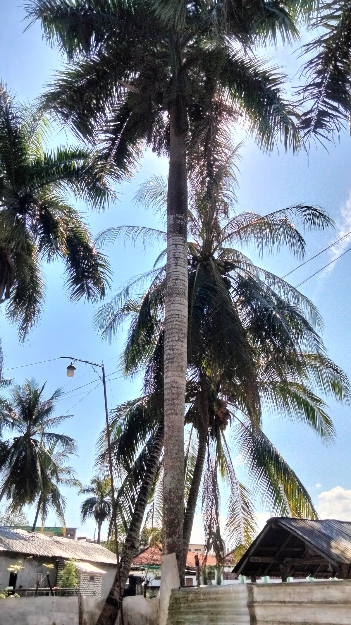 Palmwedel