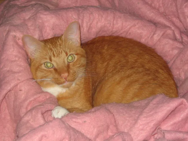 Katze auf einer Decke