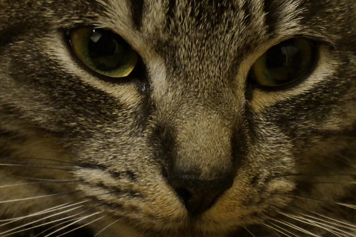 Nahaufnahme eines Katzenkopfes