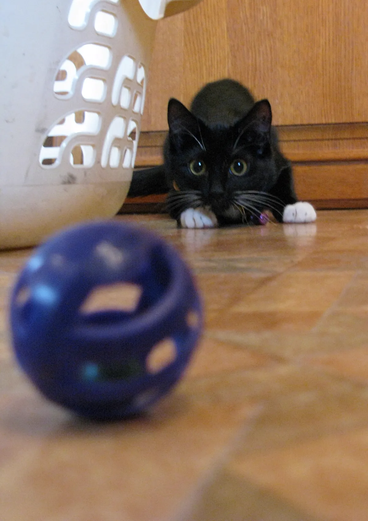 Spielende Katze