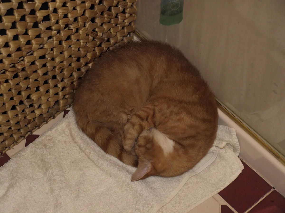 Zusammengerollte Katze