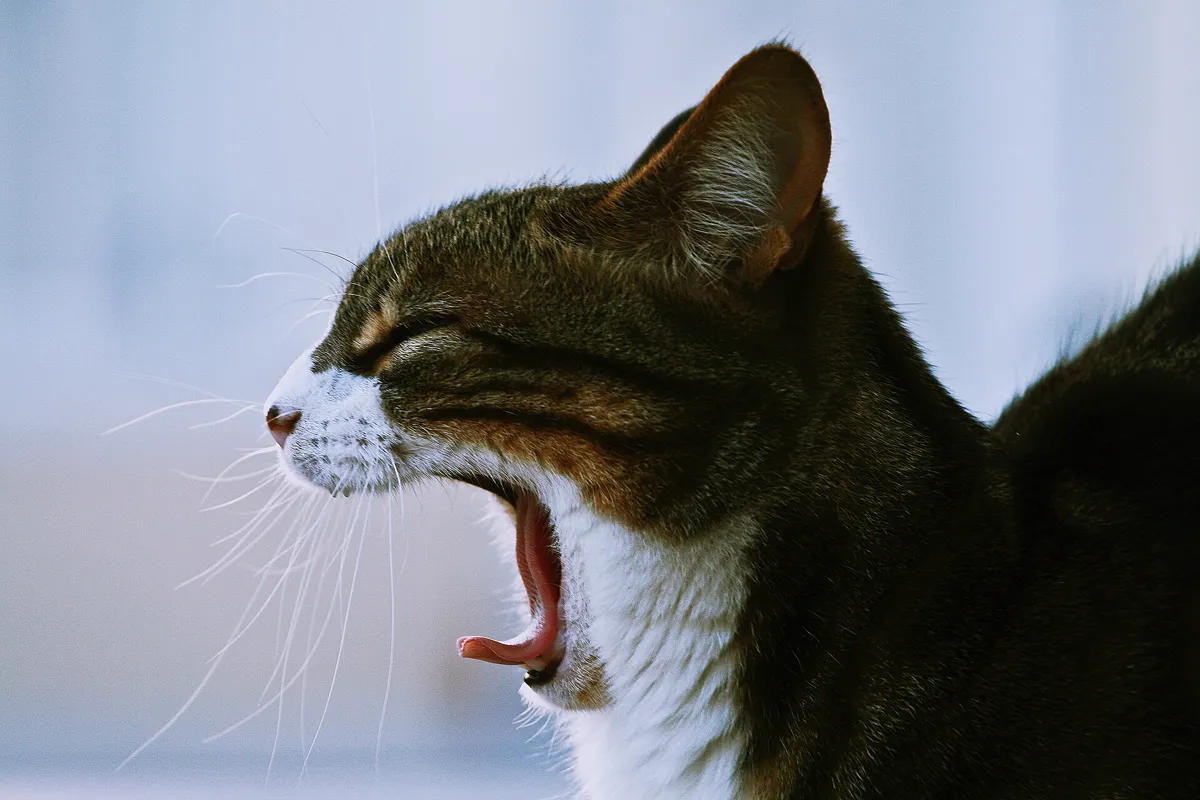 Gähnende Katze mit sichtbaren Zähnen