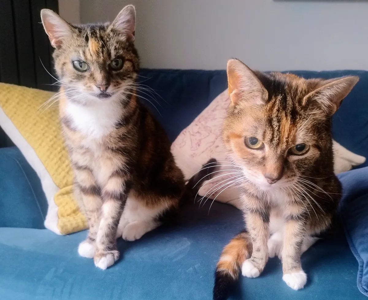 Zwei Katzen nebeneinander